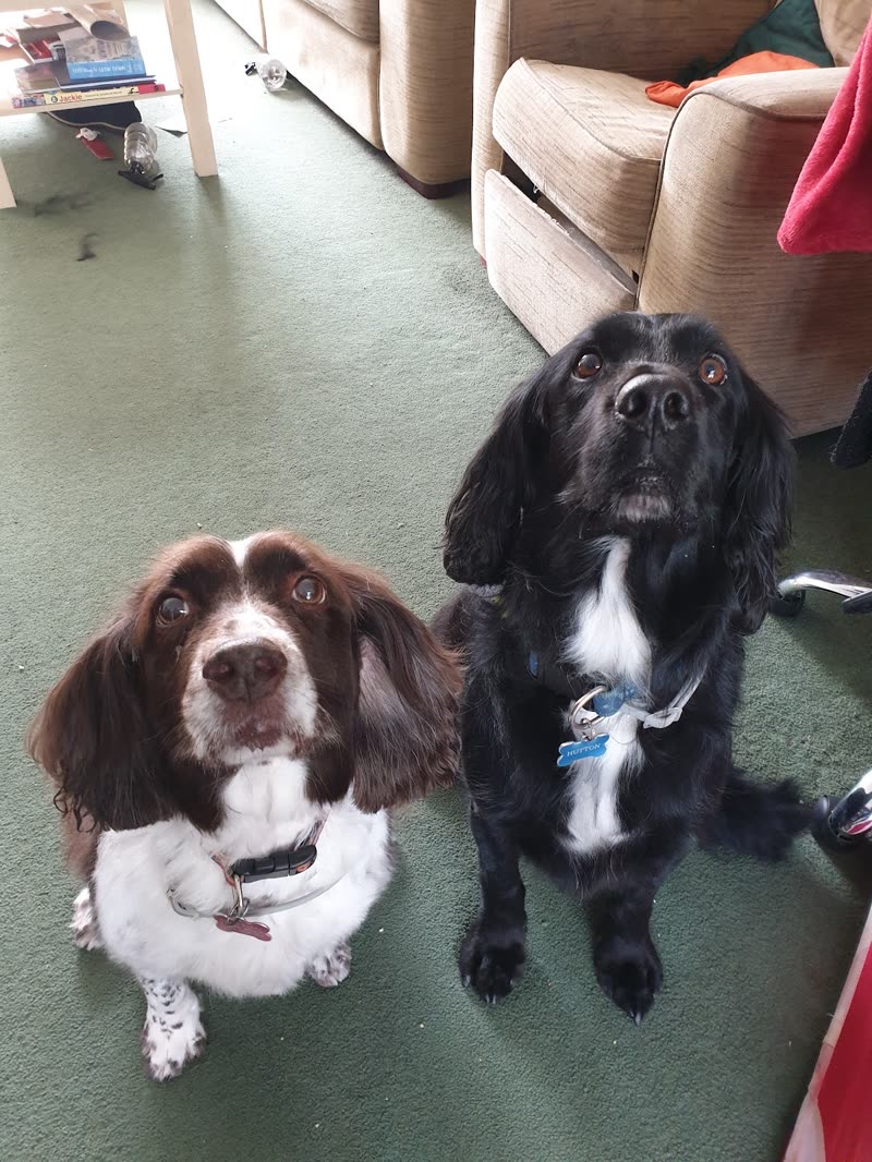 A springer spaniel and a black cocker spaniel sitting together on the salon floor