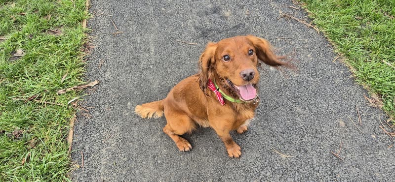 A long-haired dachshund with a freshly brushed golden coat sitting outdoors