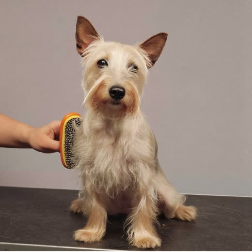 A small terrier being brushed on a grooming table