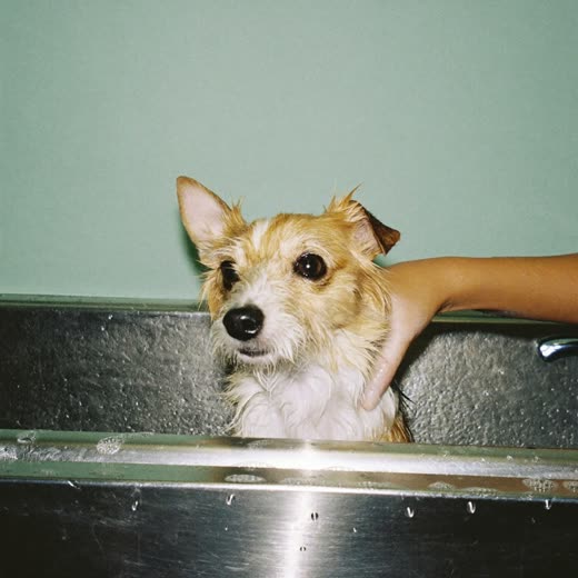 A small dog being bathed and lathered in a stainless bath