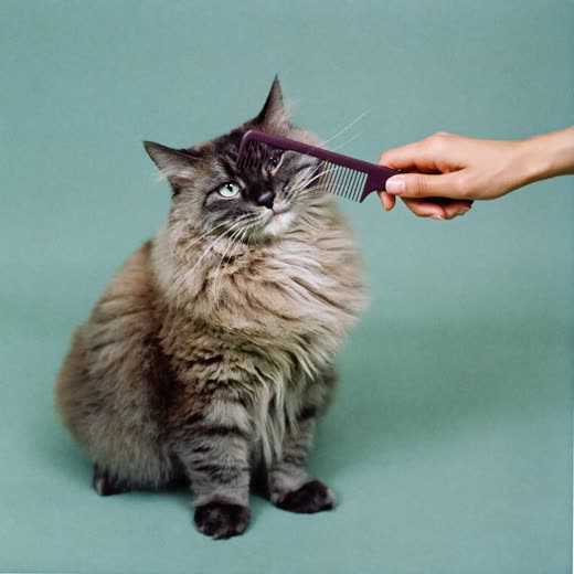 A long-haired cat being combed
