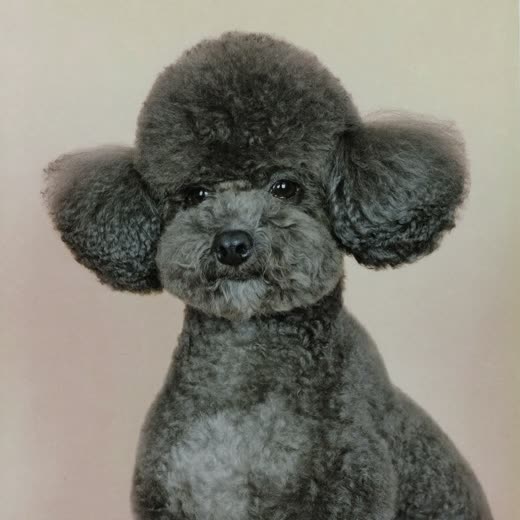 A freshly clipped small dog sitting after a full groom